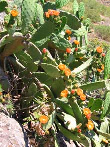 Kakteen auf Teneriffa